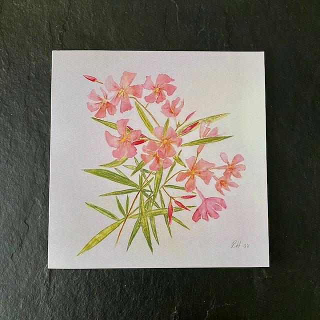 Karte Oleander rosa - 0