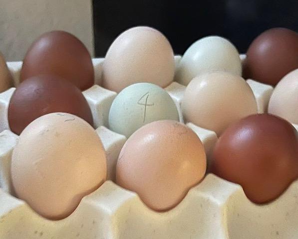 Eier bunt gemischt von alten Hühnerrassen