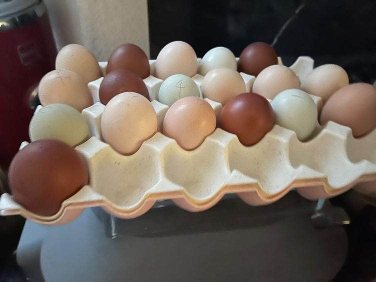 Eier bunt gemischt von alten Hühnerrassen - 0